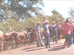 encontro de carros de bois em monte belo mg