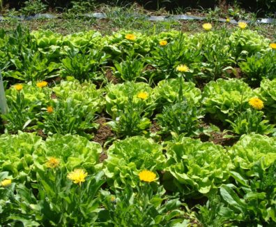 Cultivo_consorciado_alface_e_calêndula._Foto_Marinalva_Woods_EPAMIG