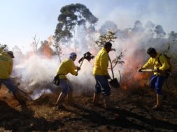 prevenção_incêndio_floresta_fogo_chama_vegetação_reserva_ambiental_ambientais_previncêndio_apagar_brigadista_-_cred_Sisema-Divulgação_(343243)