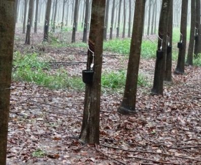 Sistemas produtivos baseados no desenvolvimento sustentável em suas várias frentes