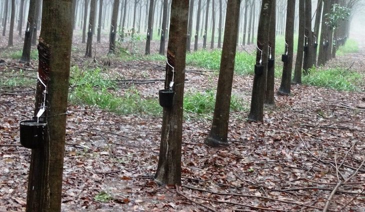 Sistemas produtivos baseados no desenvolvimento sustentável em suas várias frentes