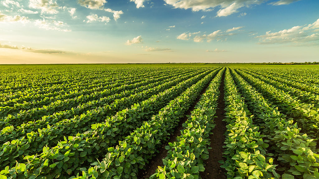 Três municípios do Mato Grosso lideram a produção agrícola no país