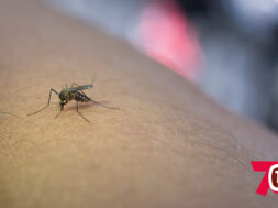 close-up-mosquito-sucking-blood-from-human-arm