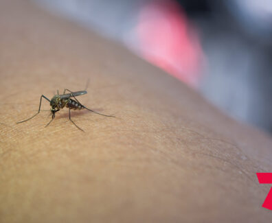 close-up-mosquito-sucking-blood-from-human-arm