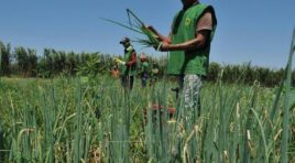 Dezembro registra perda de 88 mil postos de trabalho no agronegócio