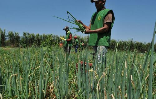 Dezembro registra perda de 88 mil postos de trabalho no agronegócio