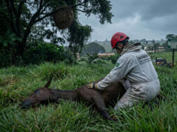 Abelhas: Ataque de abelhas: dois cavalos morrem em Ibertioga após incidente com enxame