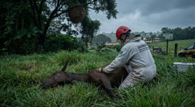 Abelhas: Ataque de abelhas: dois cavalos morrem em Ibertioga após incidente com enxame