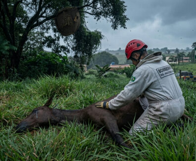 Abelhas: Ataque de abelhas: dois cavalos morrem em Ibertioga após incidente com enxame
