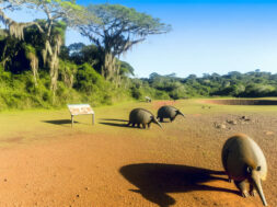 Curitiba revela espécies pré-históricas inéditas