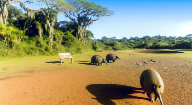 Curitiba revela espécies pré-históricas inéditas