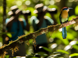 MS elege Juruva ave símbolo da Mata Atlântica para impulsionar conservação e aviturismo.