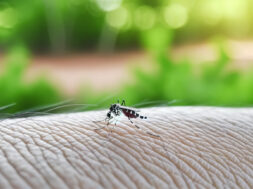OMS destaca dengue como alerta das mudanças climáticas
