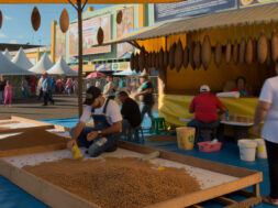 Temporada do pinhão no Paraná inicia com novas regras para sustentabilidade