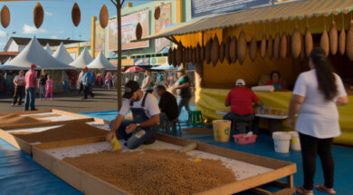 Temporada do pinhão no Paraná inicia com novas regras para sustentabilidade